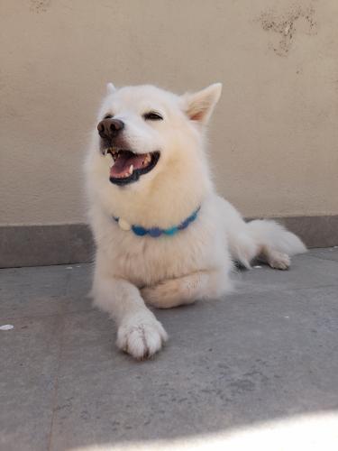Collare personalizzato per cani con pon pon - Blu