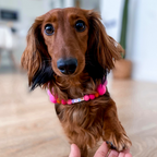 Pink - Personalised Pom Pom Dog Collar