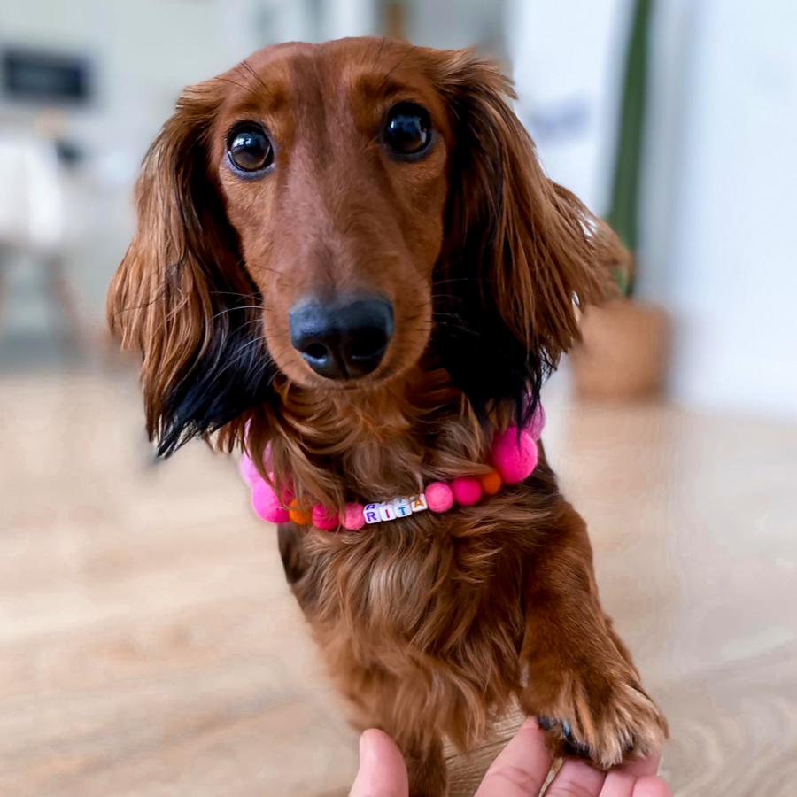 Pink - Personalised Pom Pom Dog Collar