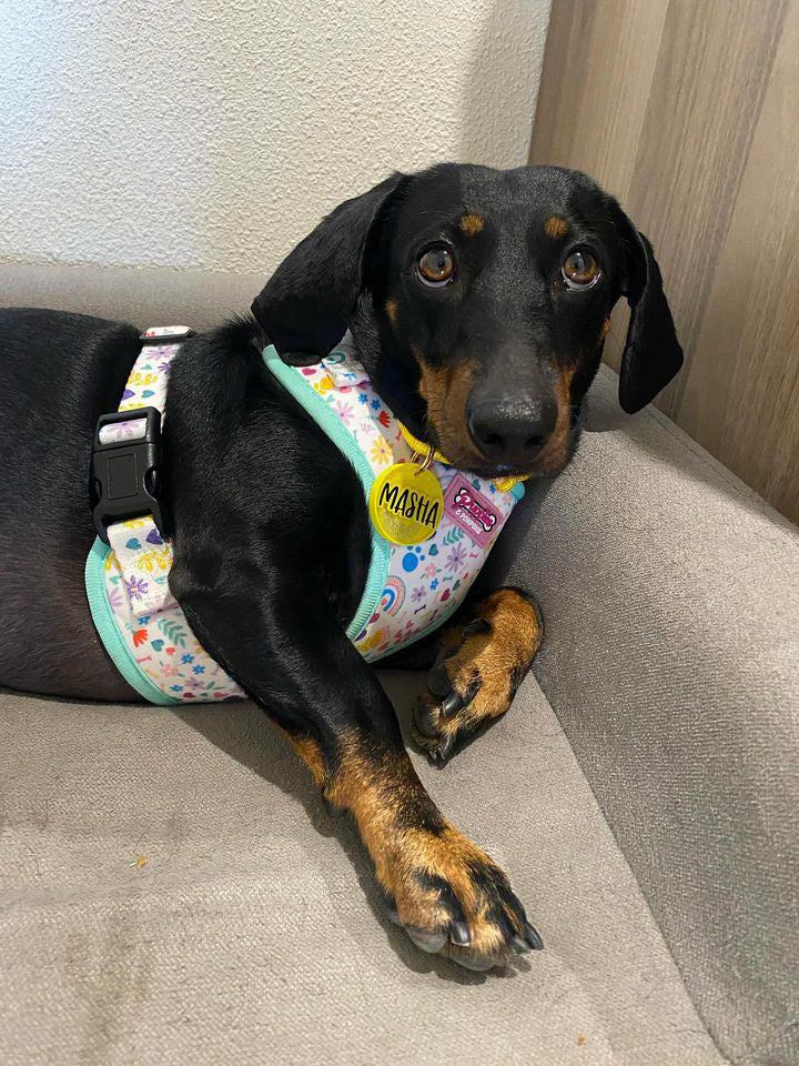 Harness - Ditsy Sprinkles