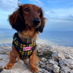 Harness - Cornish Tartan - As Seen in Vogue