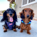 Collare personalizzato per cani con pon pon - Blu