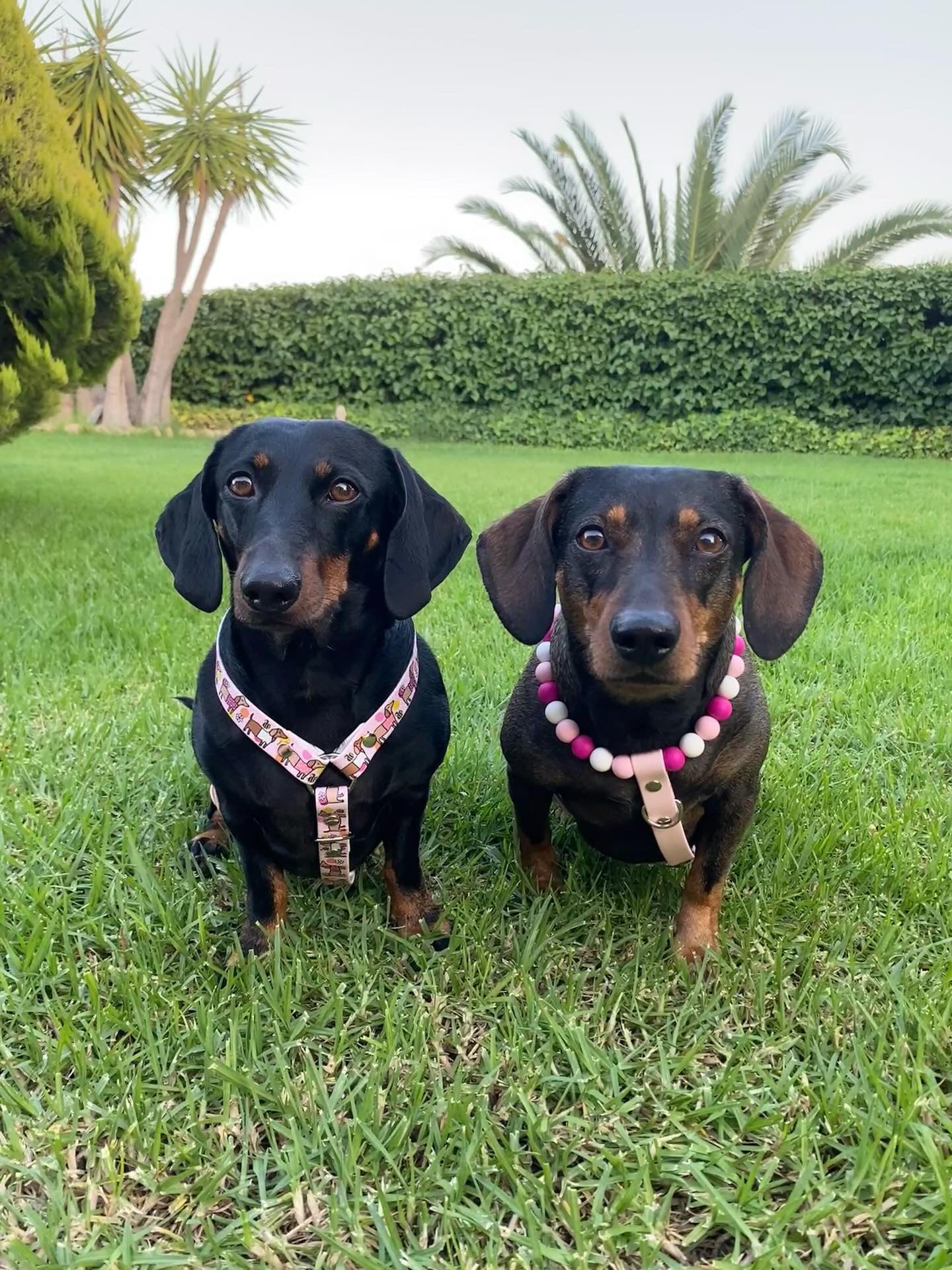 Handmade Bee Happy Dachshunds  Biothane Dog Harness - Vegan Leather / Waterproof Biothane