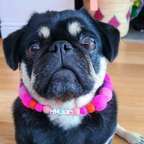 Pink - Personalised Pom Pom Dog Collar
