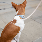 Collar Airtag Azul