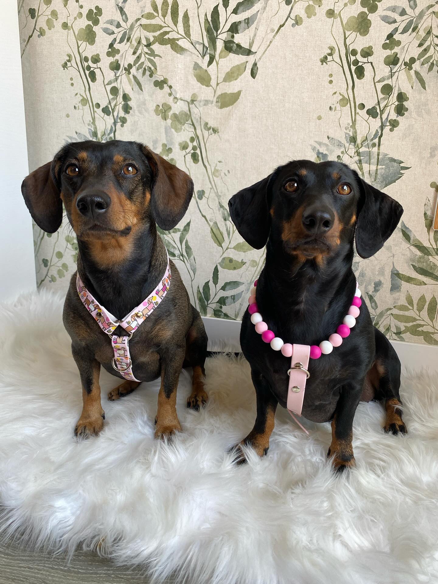 Handmade Bee Happy Dachshunds  Biothane Dog Harness - Vegan Leather / Waterproof Biothane