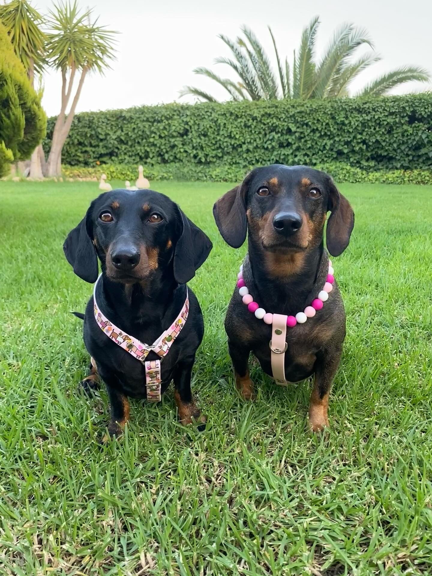 Handmade Bee Happy Dachshunds  Biothane Dog Harness - Vegan Leather / Waterproof Biothane