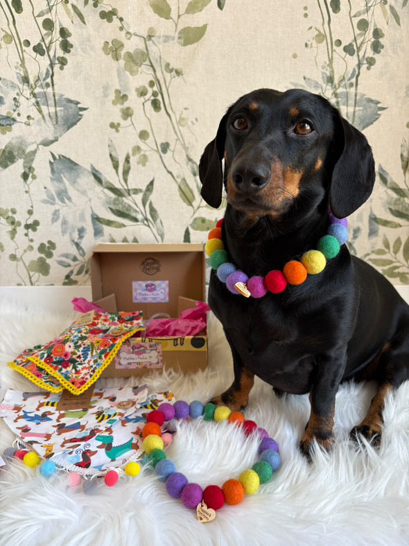 Personalised Pom Pom Dog Collar - Rainbow Brights 2cm Balls