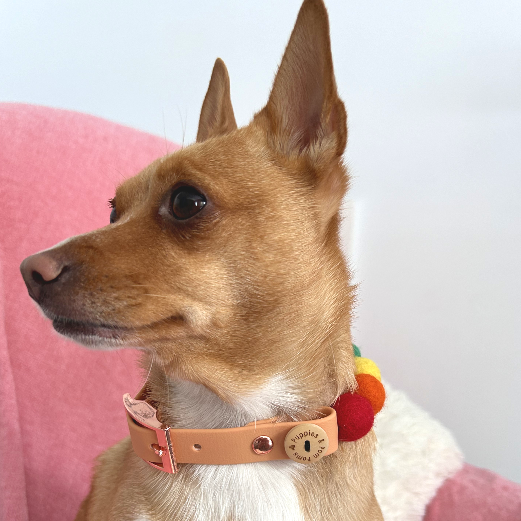 Handmade Rainbow Pom Pom Collar - Adjustable - Vegan Leather / Biothane