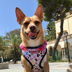 Pink - Personalised Pom Pom Dog Collar
