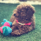 Pink - Personalised Pom Pom Dog Collar