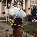 G4Free 62 Inch Clear Golf Umbrella Transparent Auto Open Large Stick Umbrella