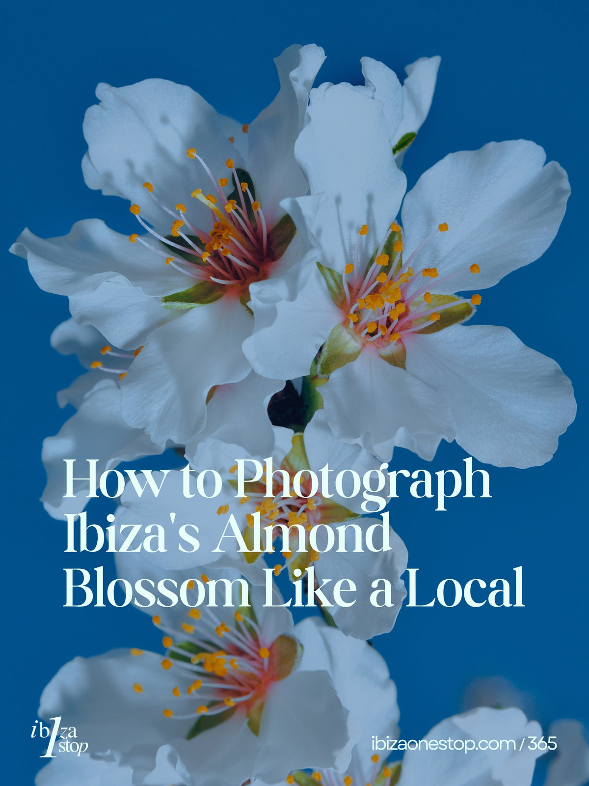 How to Photograph Ibiza's Almond Blossom Like a Local