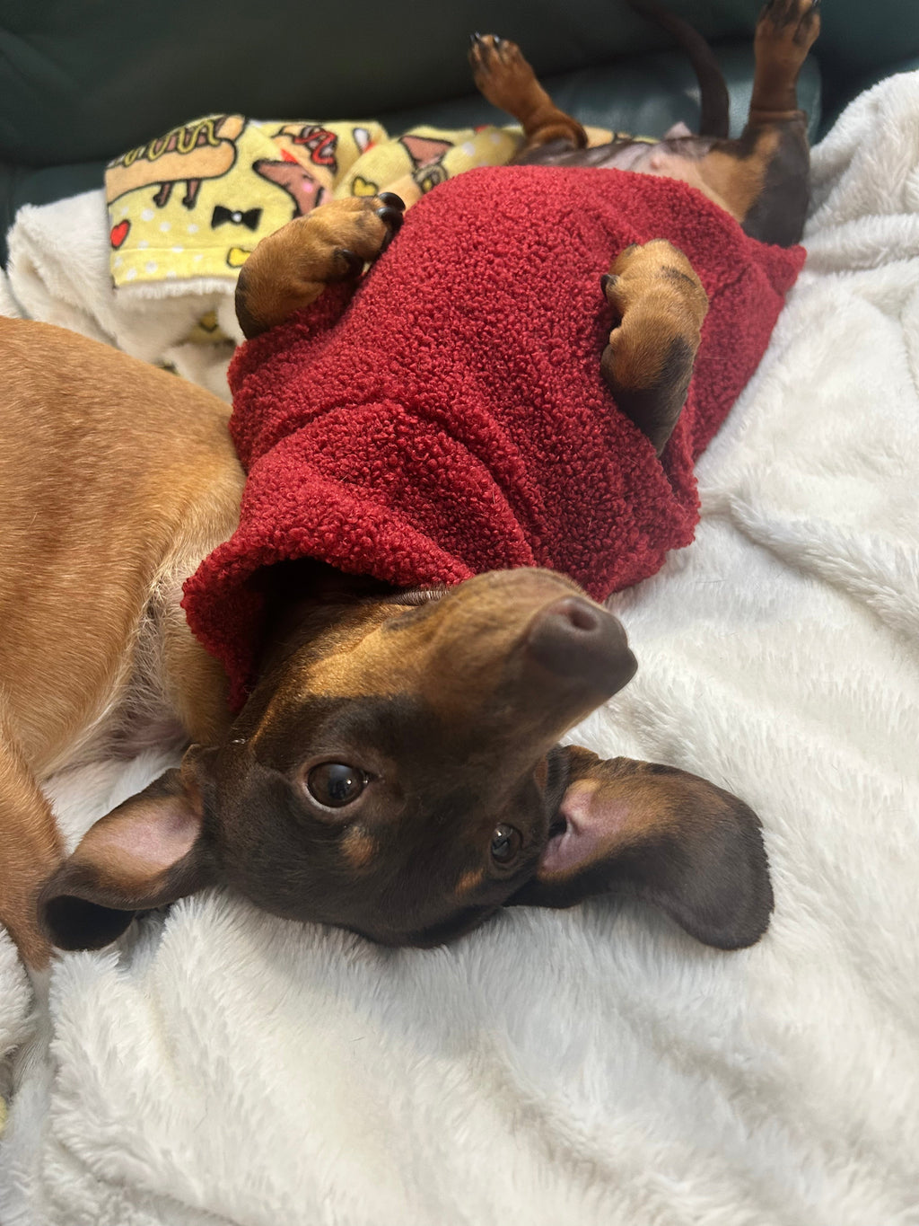 Handmade Dachshund Sweater - “Dark Red Teddy”