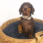 Bee Happy Dachshunds Beige Handmade Dog Collar