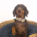 Bee Happy Dachshunds Beige Handmade Dog Collar