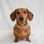 España Hot Dog Dachshunds Handmade Dog Collar - Vegan / Waterproof Biothane