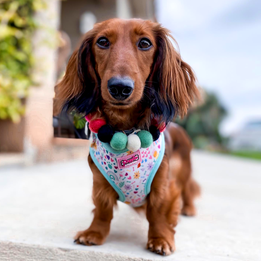 Watermelon  Personalised Pom Pom Dog Collar