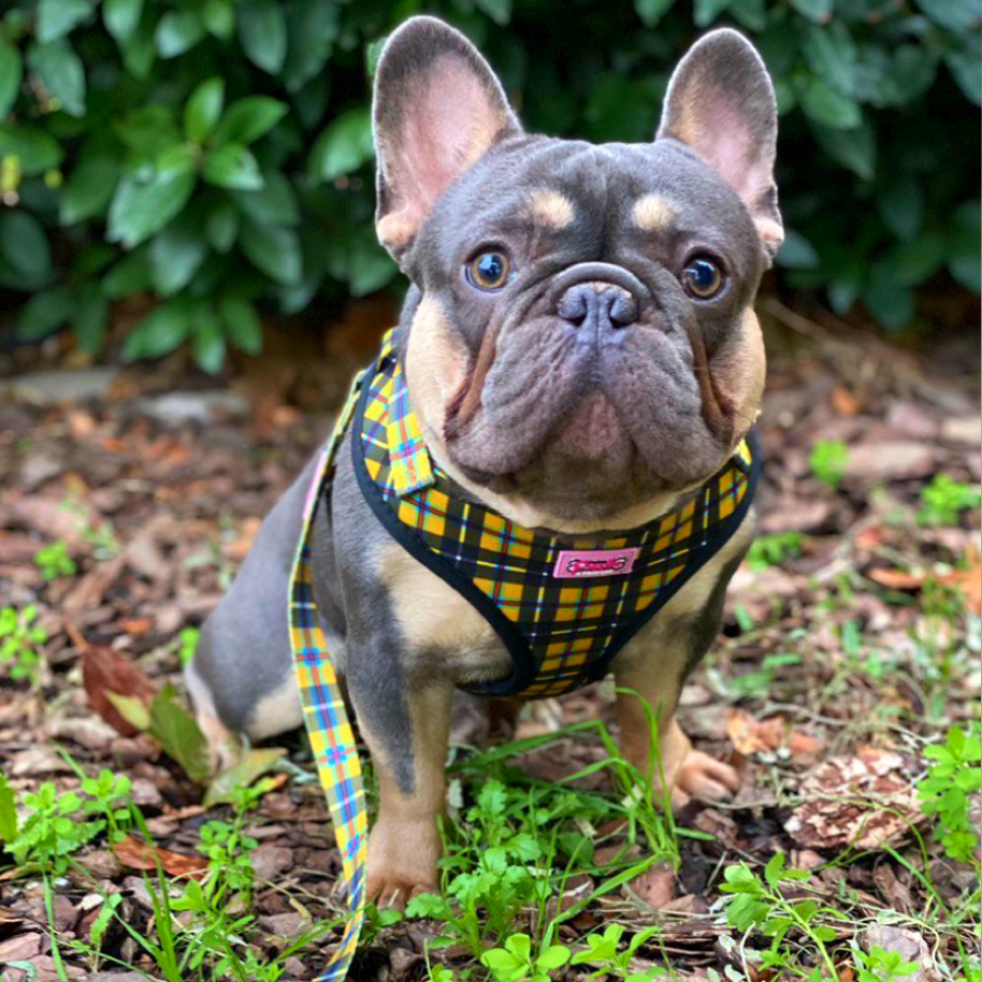 Harness - Cornish Tartan - As Seen in Vogue