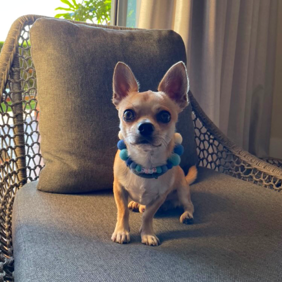Collare personalizzato per cani con pon pon - Blu