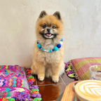 Collare personalizzato per cani con pon pon - Blu
