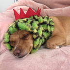 Dinosaur Snood / Buff / Hat