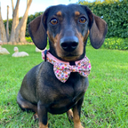 Collar - Bee Happy Dachshunds