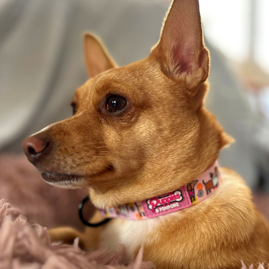 Collar - Bee Happy Dachshunds