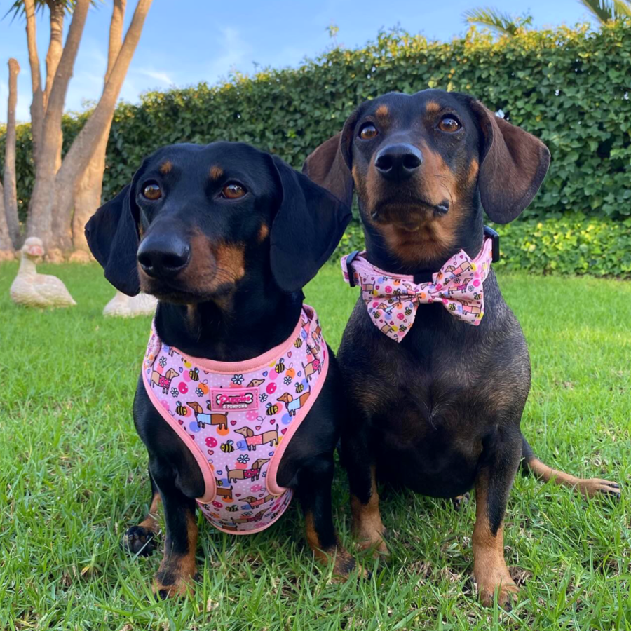 Dog Bow Tie - Bee Happy Dachshunds