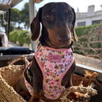 Bee Happy Dachshund’s Harness