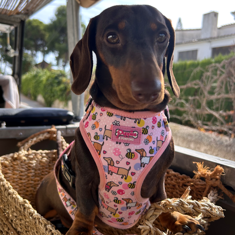 Bee Happy Dachshund’s Harness