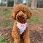 Pastel Vichy Harness