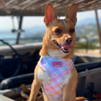 Pastel Vichy Harness