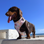 Pastel Vichy Harness