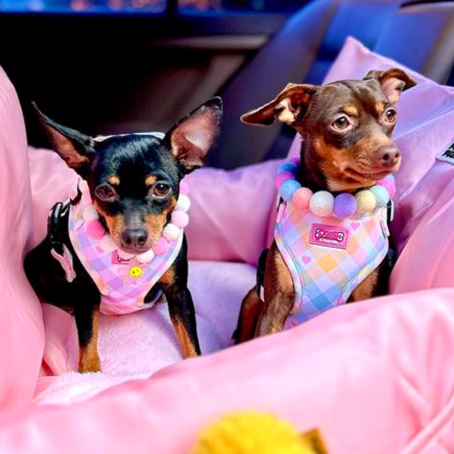 Pastel Vichy Harness