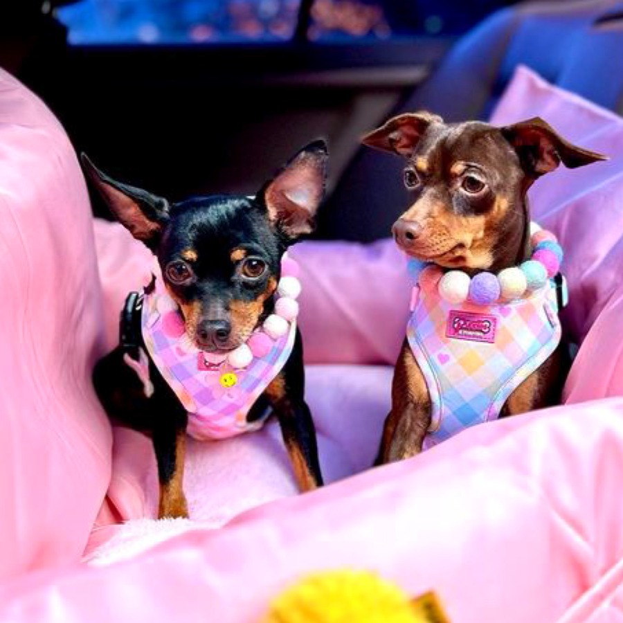 Pastel Vichy Harness