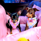 Pastel Vichy Harness