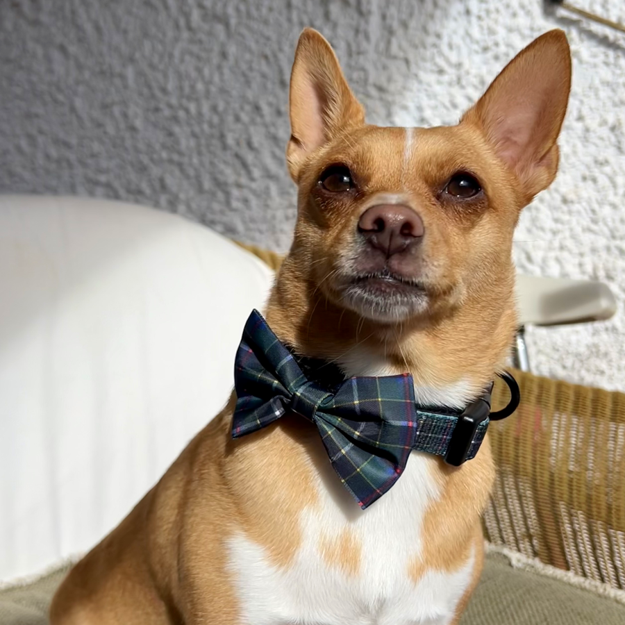 Handmade Dog Bow Tie - Cornish Hunting Tartan