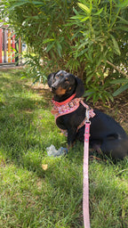 Hands Free Multi Dog Leash - Custom Colour - Vegan Leather / Waterproof Biothane - 2.5m