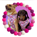 Bee Happy Dachshund’s Harness