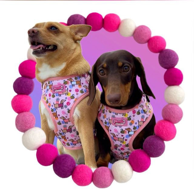 Bee Happy Dachshund’s Harness