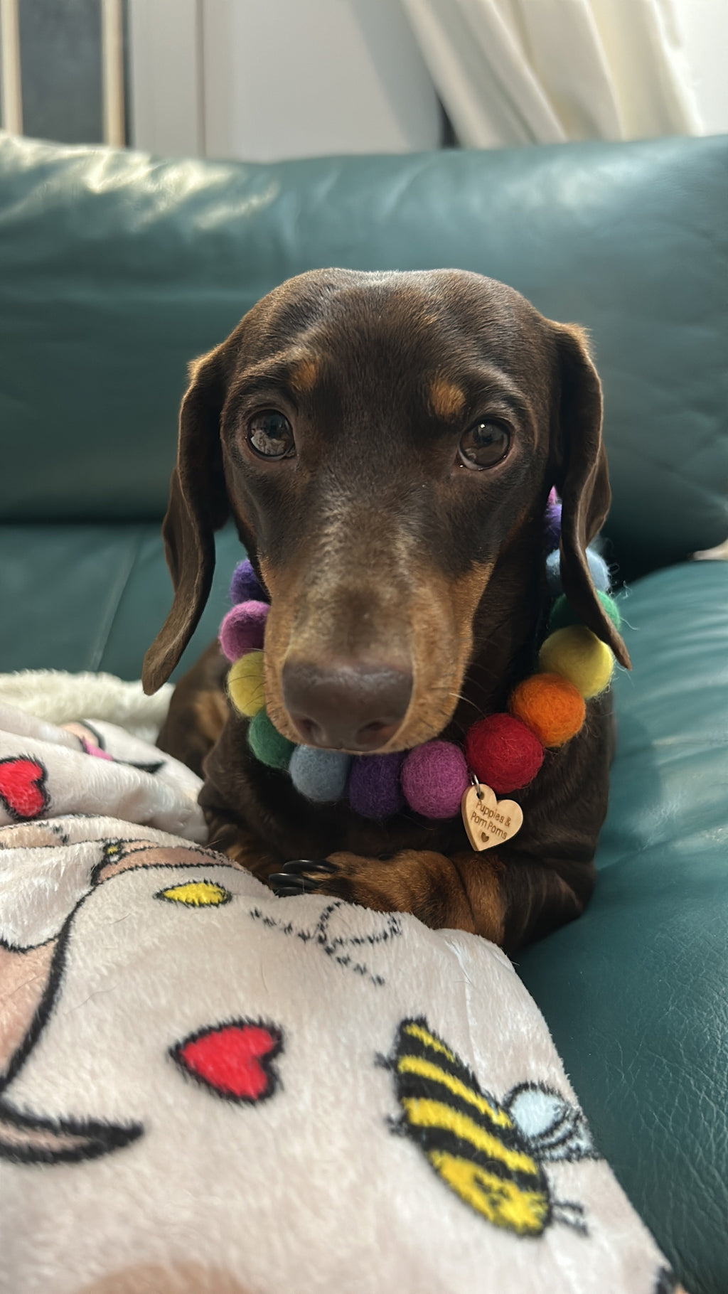 Collar para perro con pompones personalizados - Bolas de 2 cm arcoíris brillantes