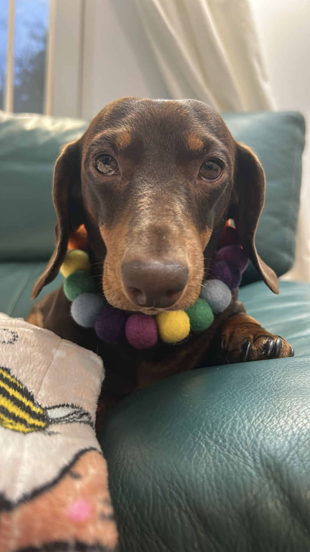 Collar para perro con pompones personalizados - Bolas de 2 cm arcoíris brillantes