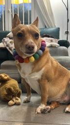 Collar para perro con pompones personalizados - Bolas de 2 cm arcoíris brillantes