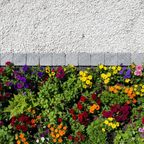 Adoquines Granito gris rústico