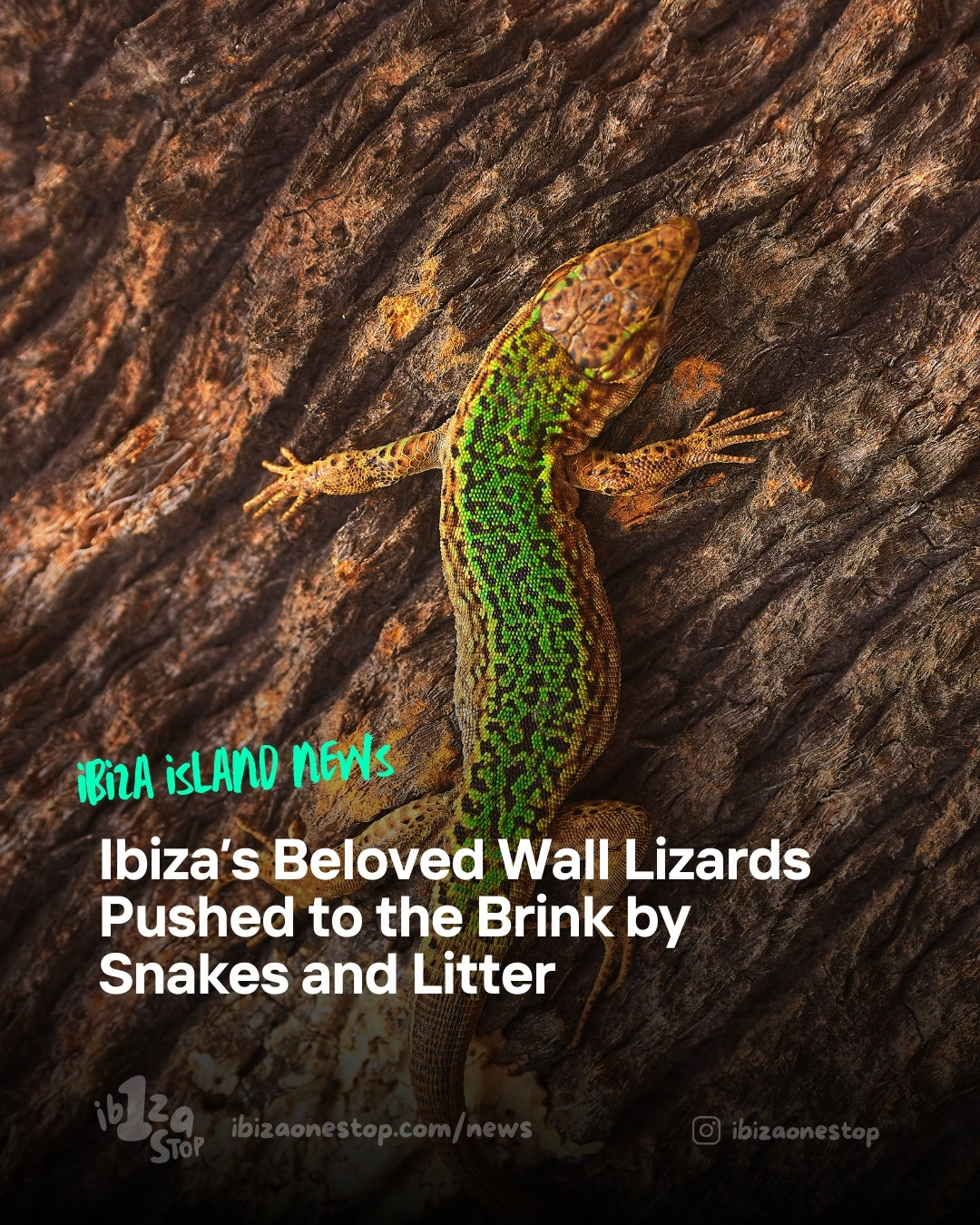Ibiza’s Beloved Wall Lizards Pushed to the Brink by Snakes and Litter