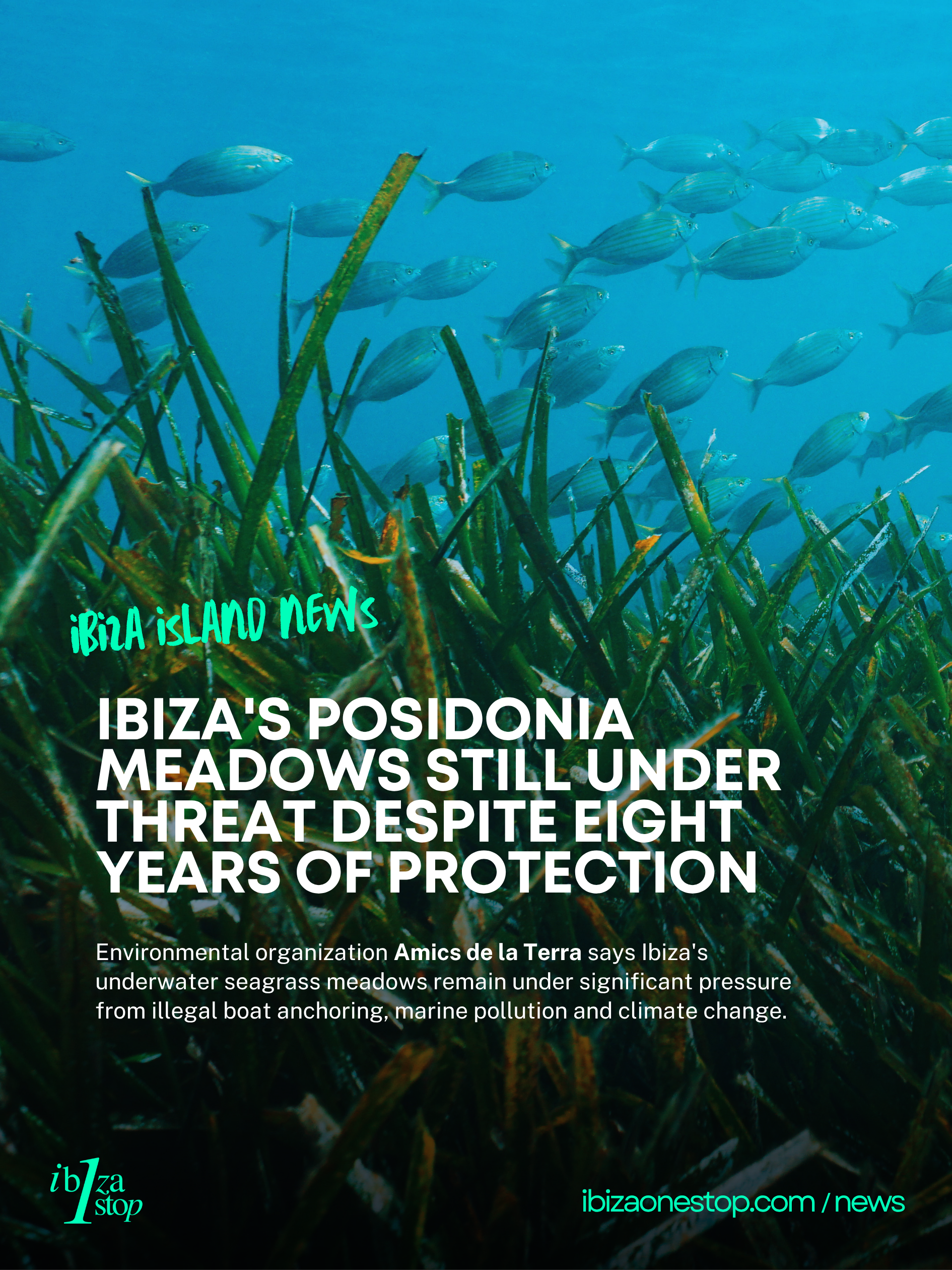 Ibiza's Posidonia Meadows Still Under Threat Despite Eight Years of Protection