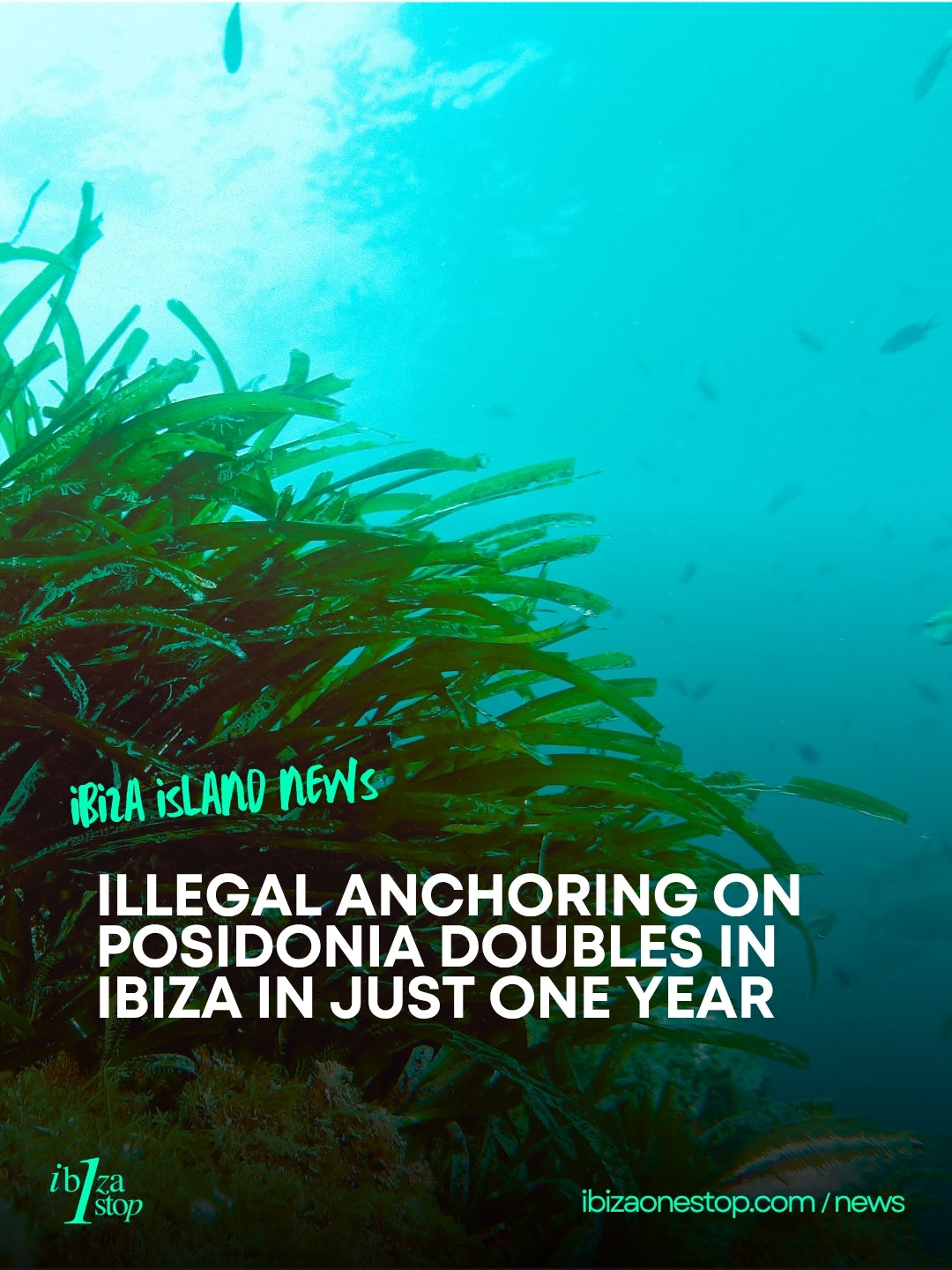 Illegal Anchoring on Posidonia Doubles in Ibiza in Just One Year