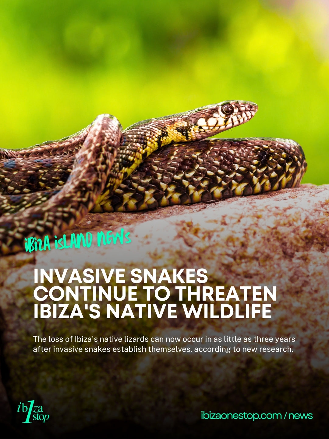 Invasive Snakes Continue to Threaten Ibiza's Native Wildlife as Conservation Efforts Intensify