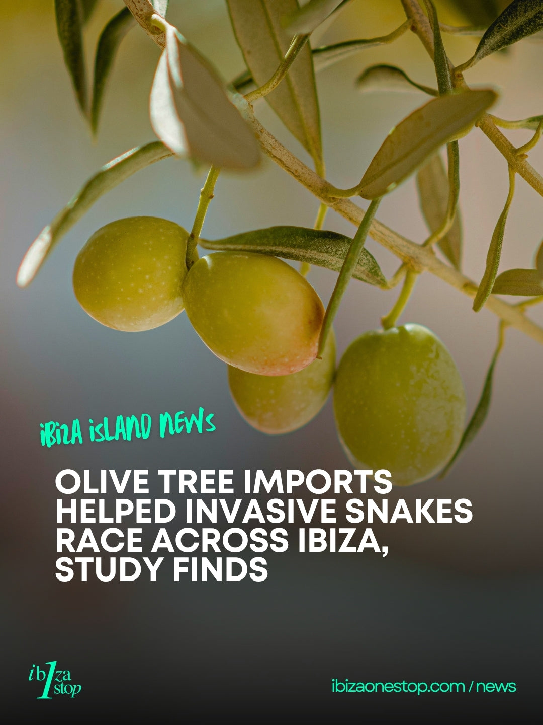 Olive Tree Imports Helped Invasive Snakes Race Across Ibiza, Study Finds